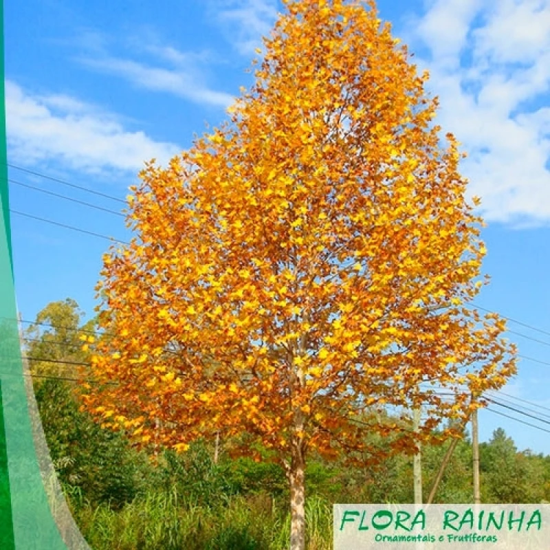 fertilizante para plantas