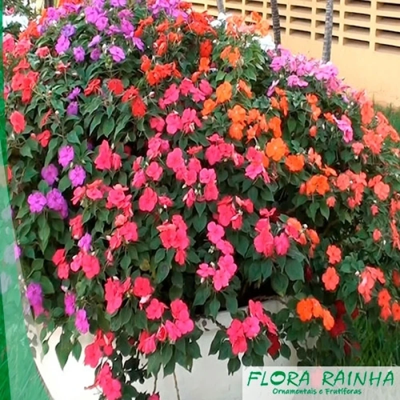 forração jardim meia sombra