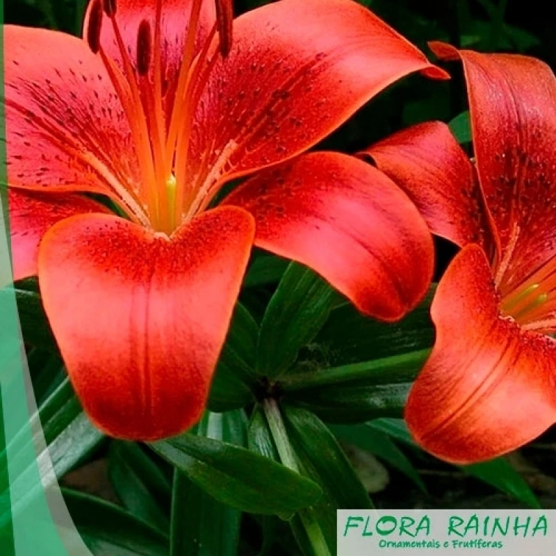 forração para jardim meia sombra