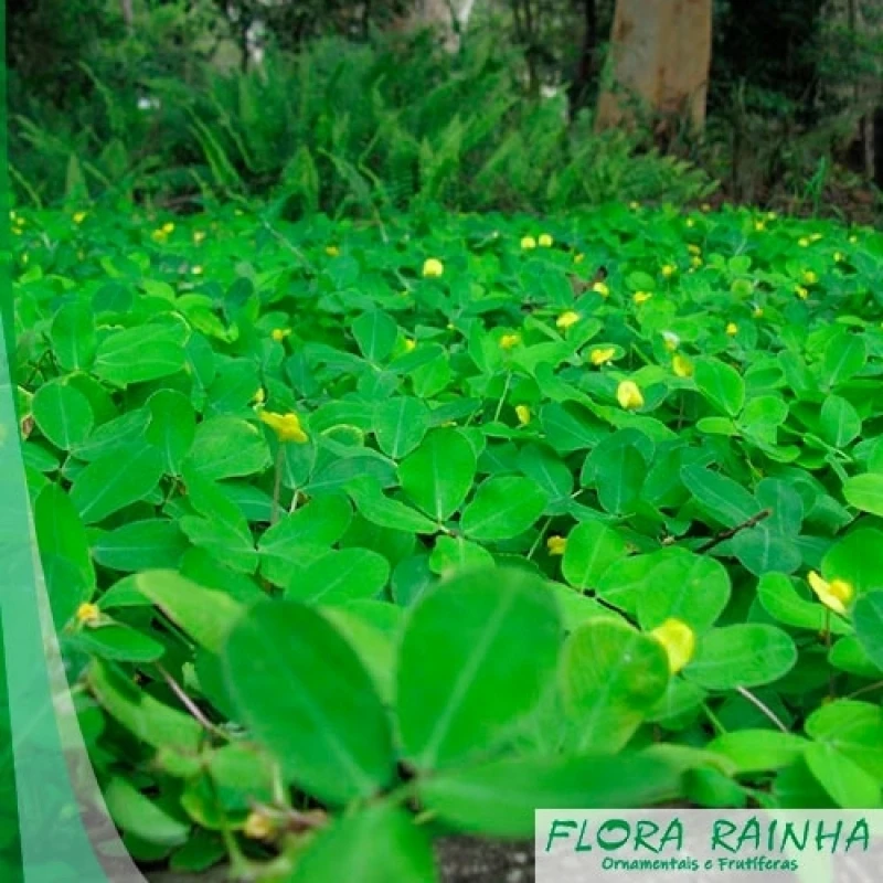 forração para jardim sol pleno