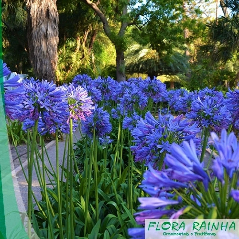 forração para jardim sombra