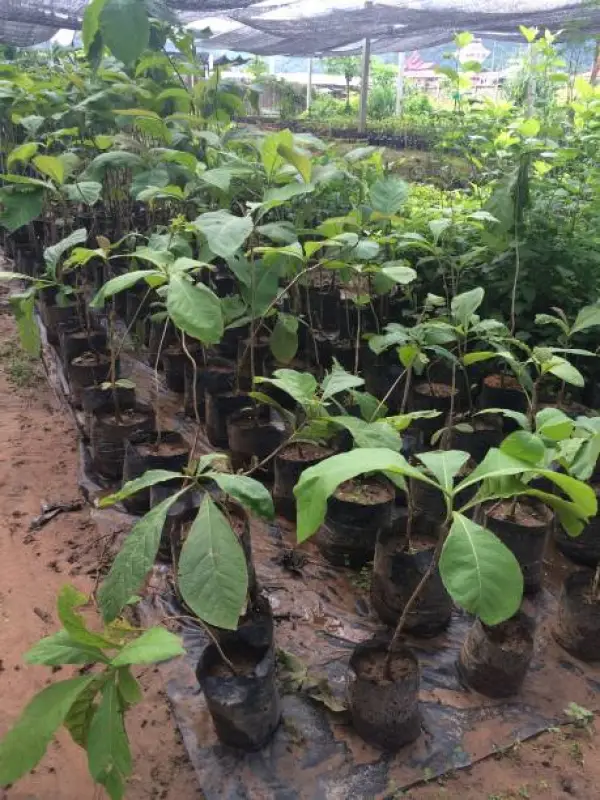 muda de árvore flamboyant