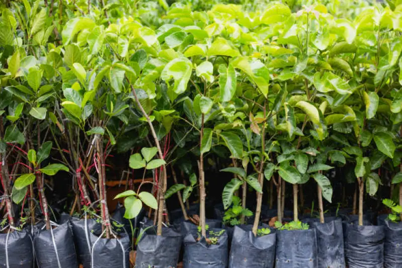 muda de arvore ipe amarelo