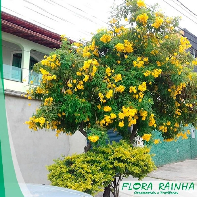 muda de árvore ipê