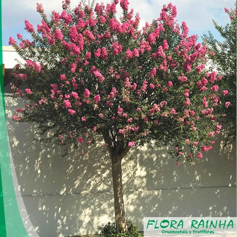 muda de árvore nativa