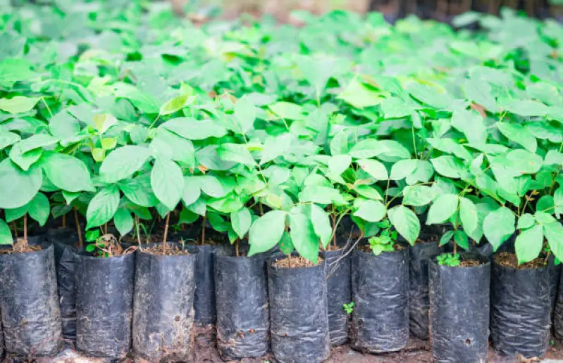 muda de árvore quaresmeira