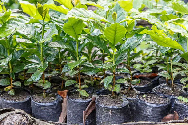 muda de árvore sibipiruna