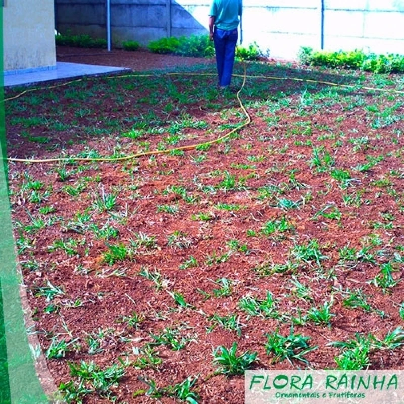 muda de bambu de jardim