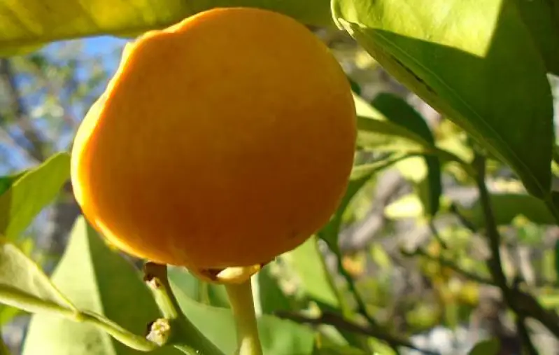 muda de cambucá produzindo