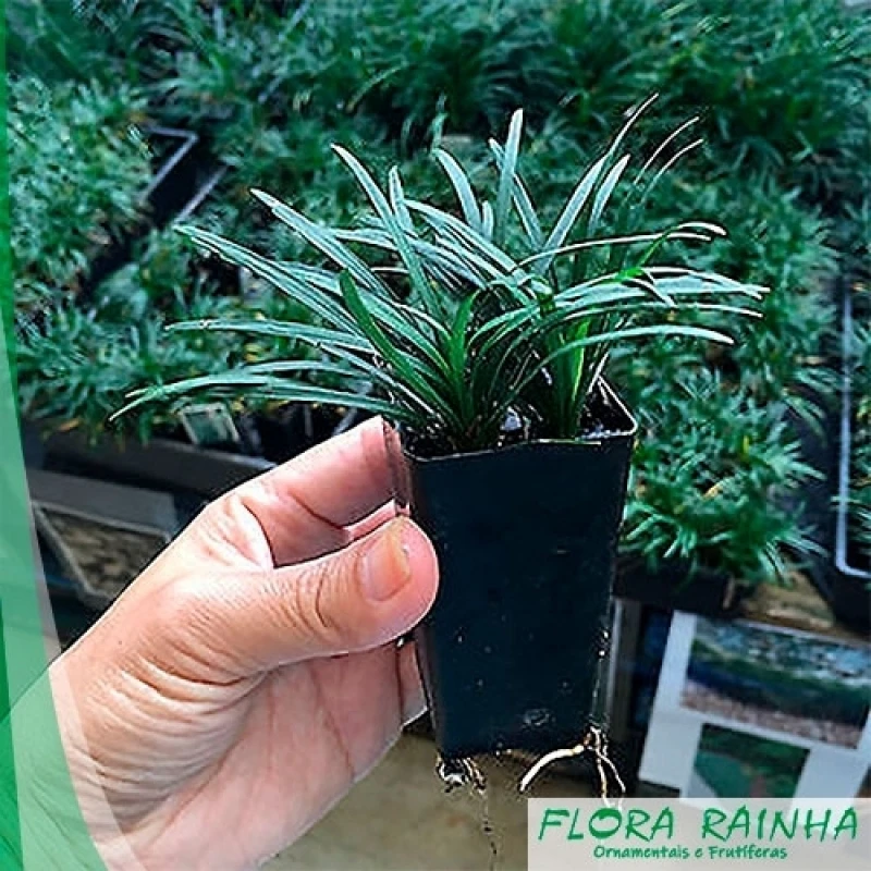 muda de coqueiro de jardim