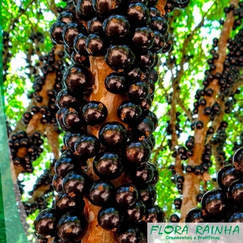 muda de jabuticaba
