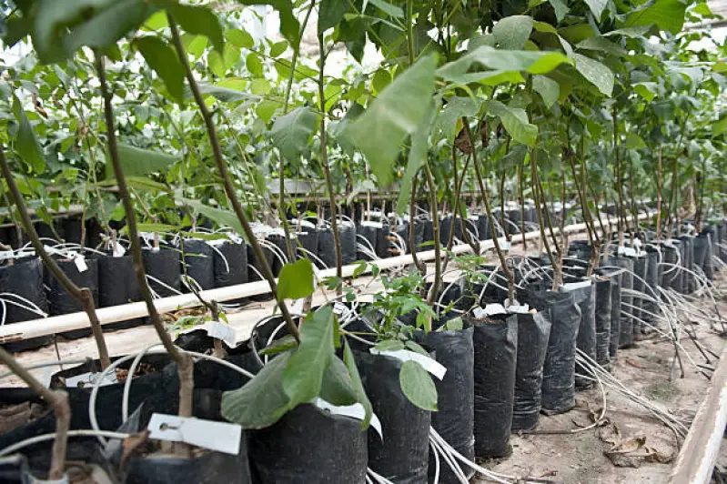 muda de jacarandá mimoso