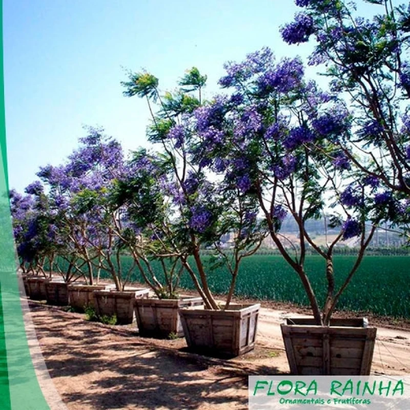 muda de jacarandá