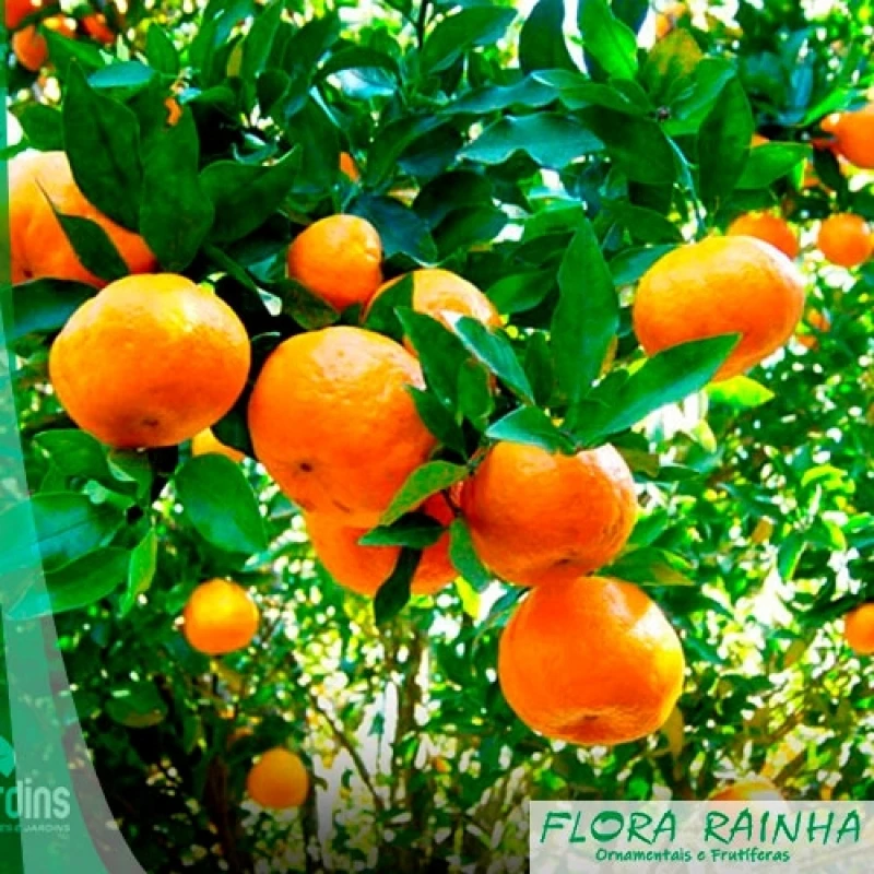 muda de laranja bahia