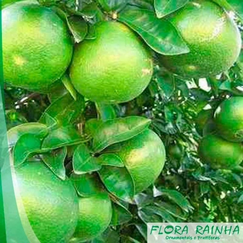 muda de laranja champanhe