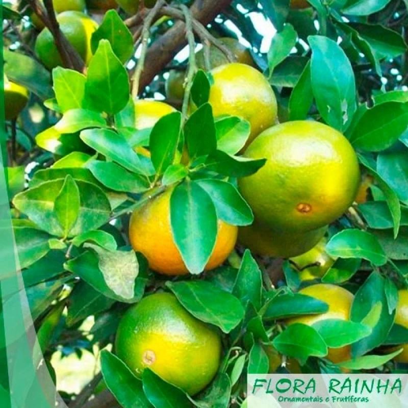 muda de laranja lima