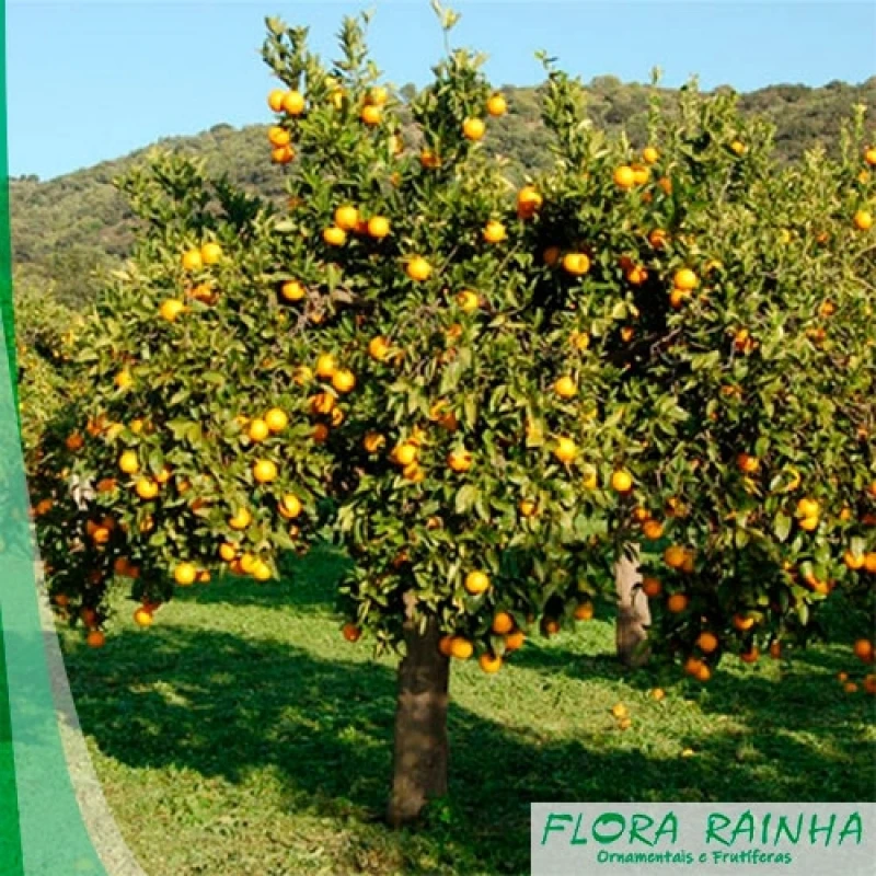 muda de laranja pera