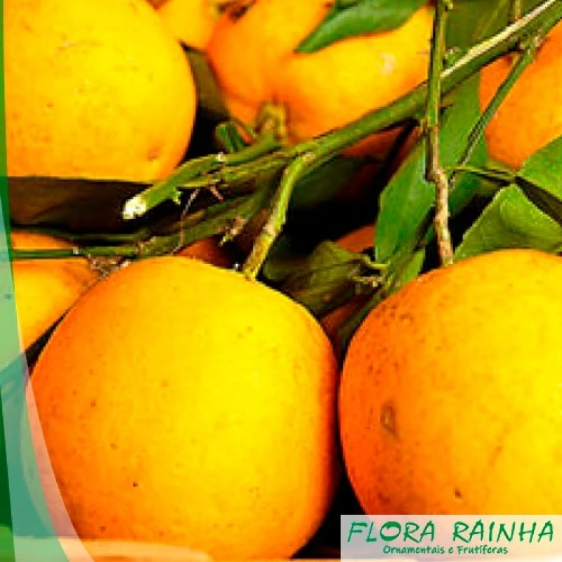 muda de laranja seleta