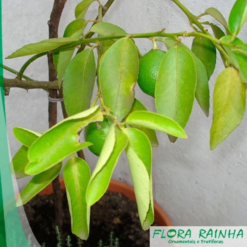 muda de limão galego