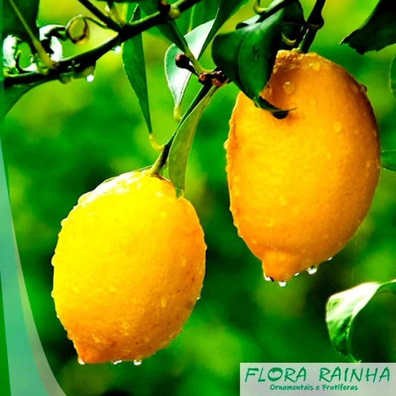 muda de limão siciliano