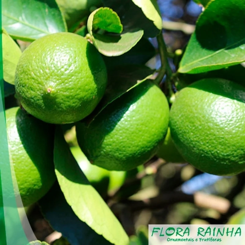 muda de limão taiti