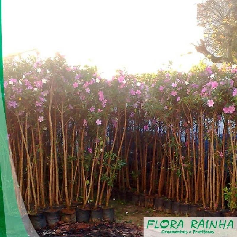 muda de manacá da serra