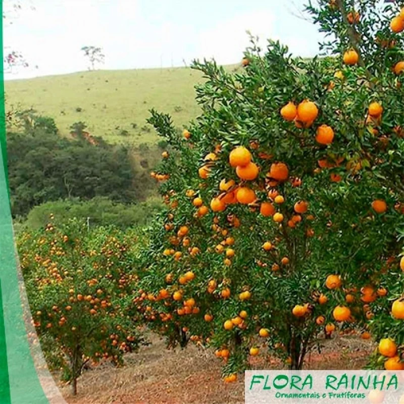 muda de mexerica do rio