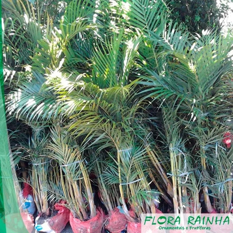 muda de palmeira areca bambu