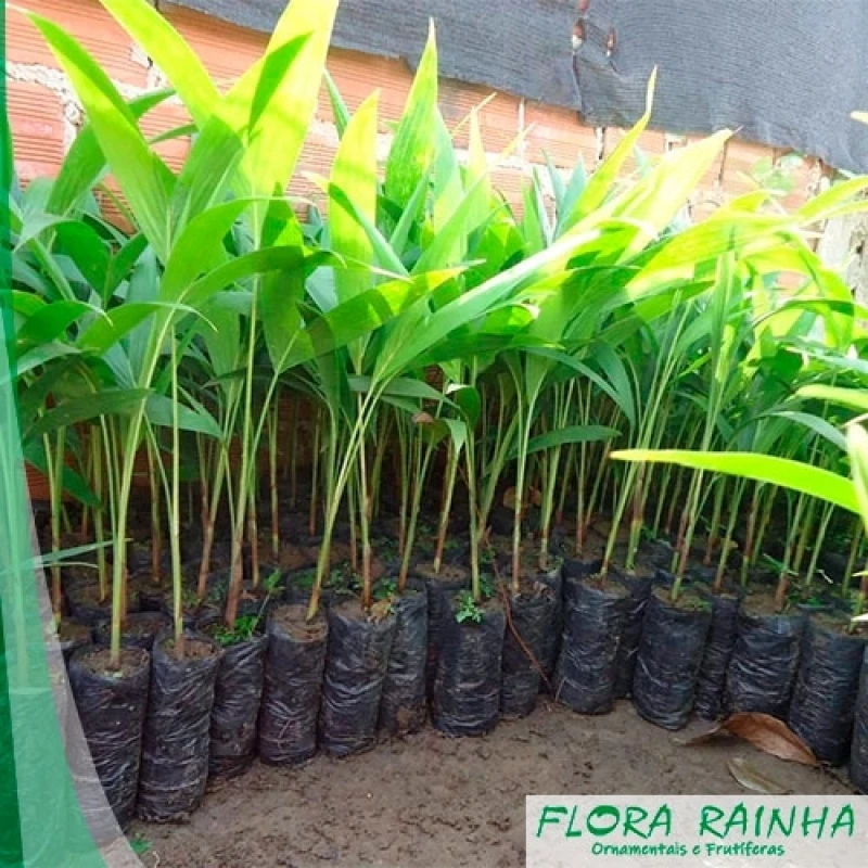 muda de palmeira imperial