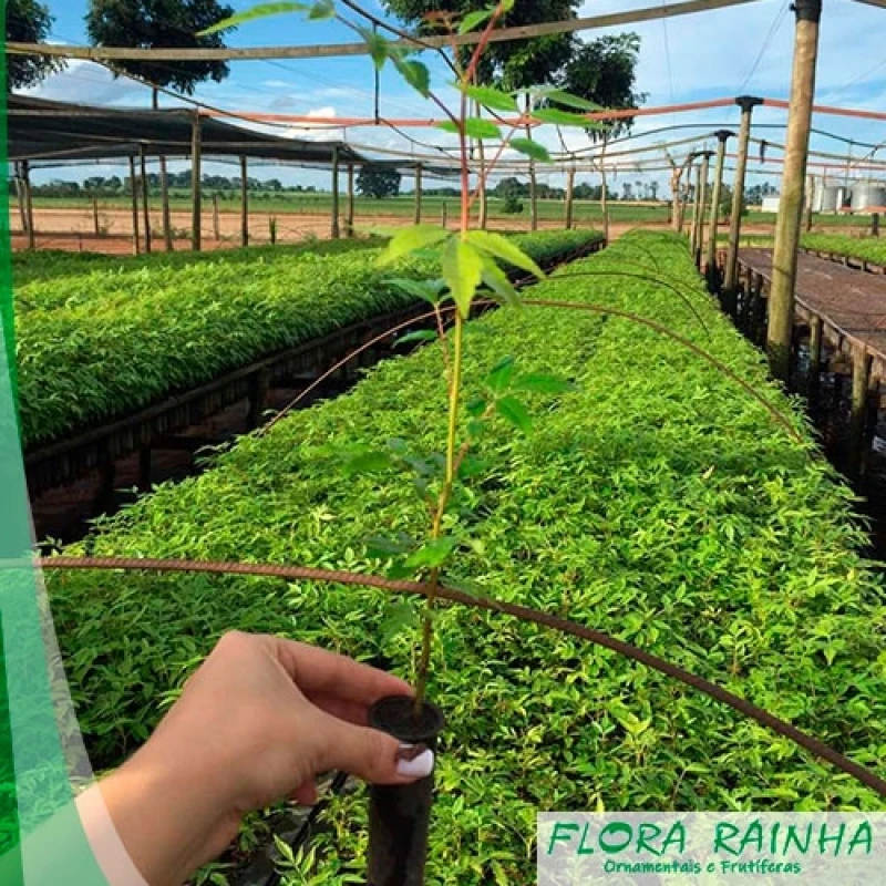 muda de palmeira jerivá