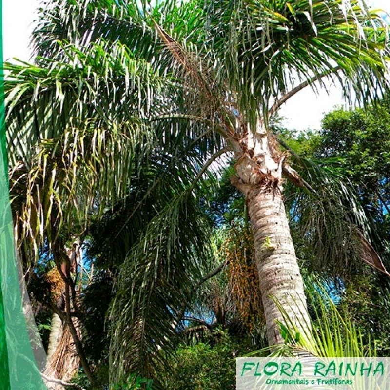 muda de palmeira jussara