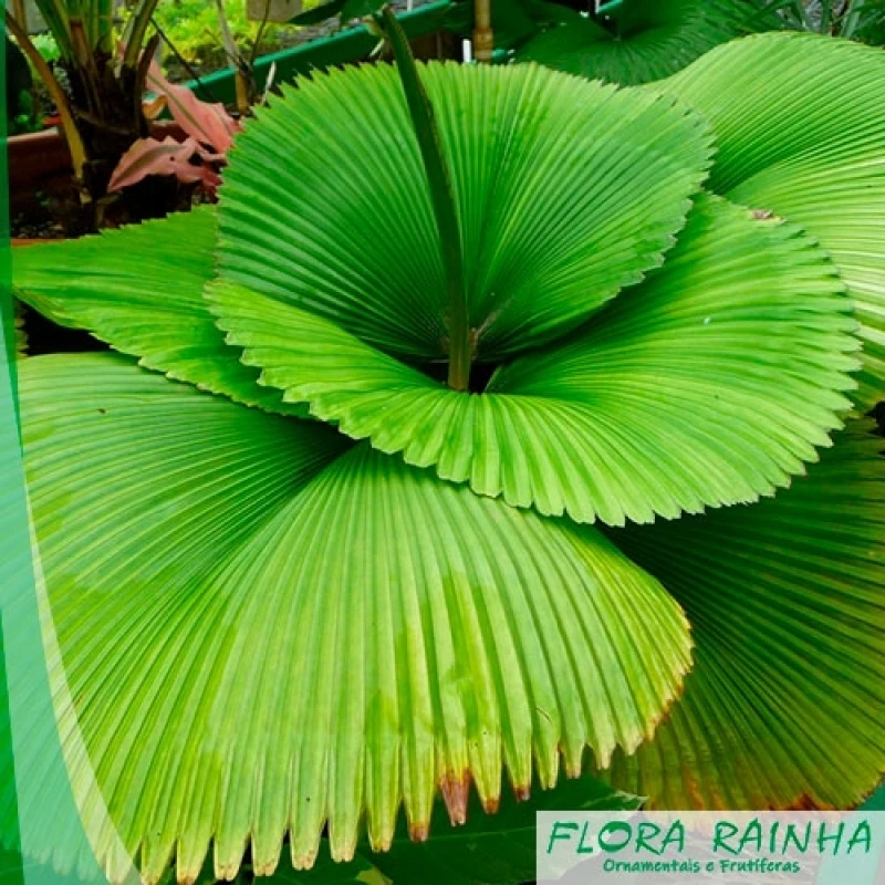 muda de palmeira leque