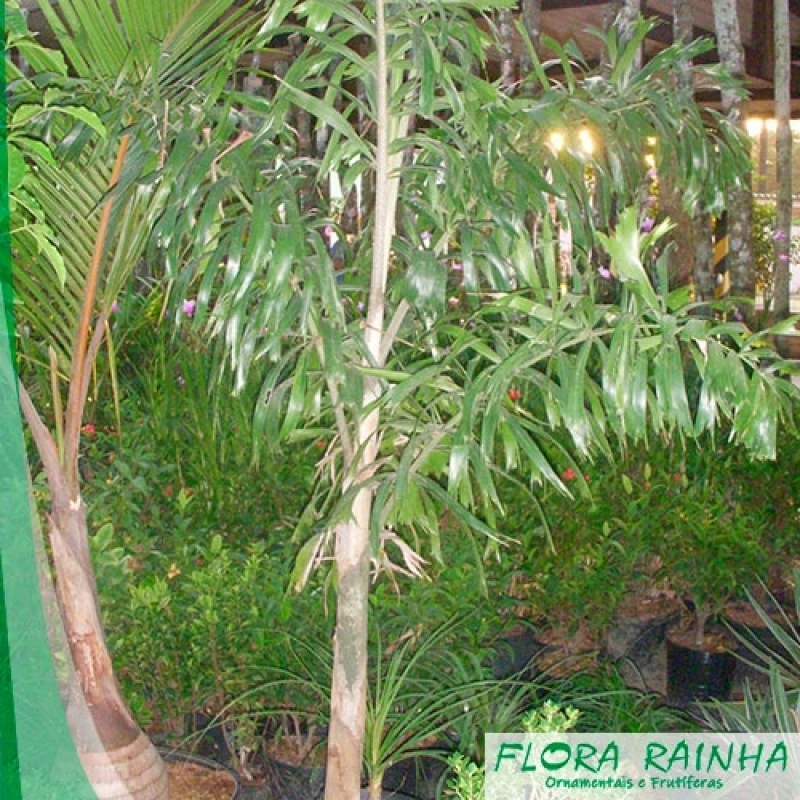 muda de palmeira rabo de raposa