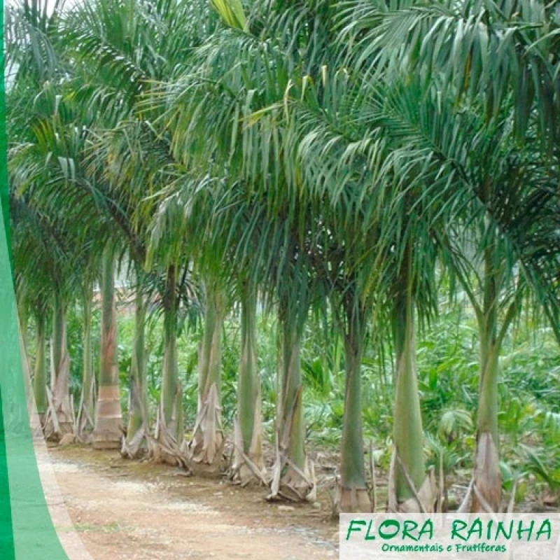 muda de palmeira real