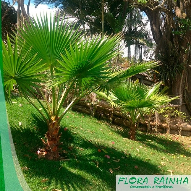 muda de palmeira washingtônia