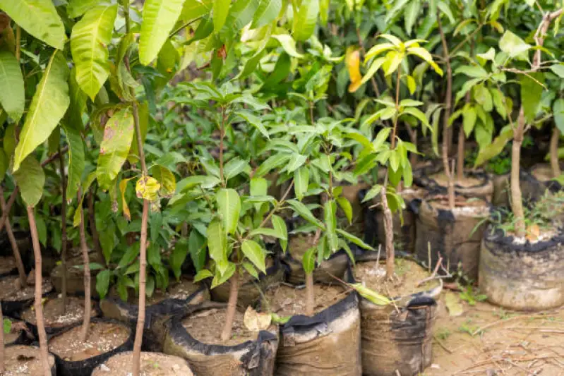 muda de pau ferro com raiz