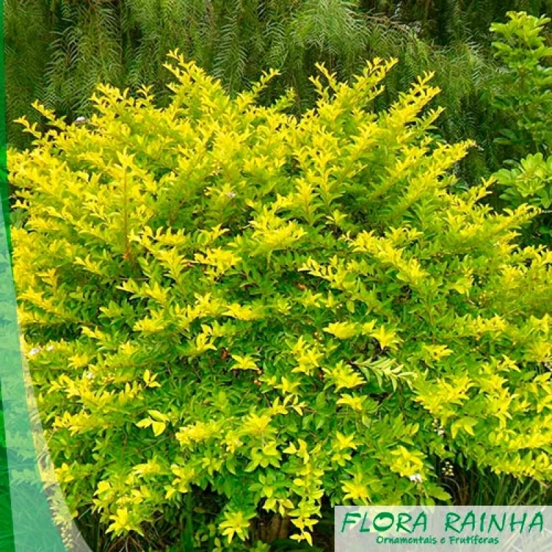 muda de pingo de ouro