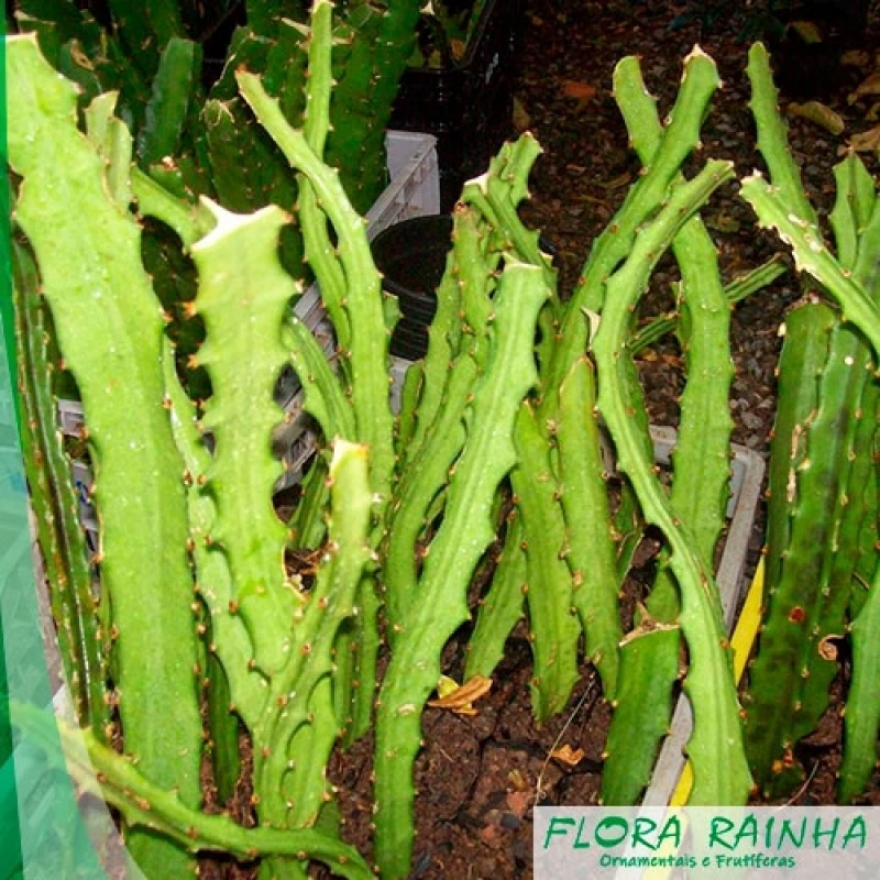 muda de pitaya