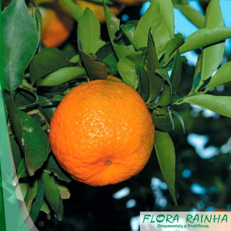 muda de tangerina cravo