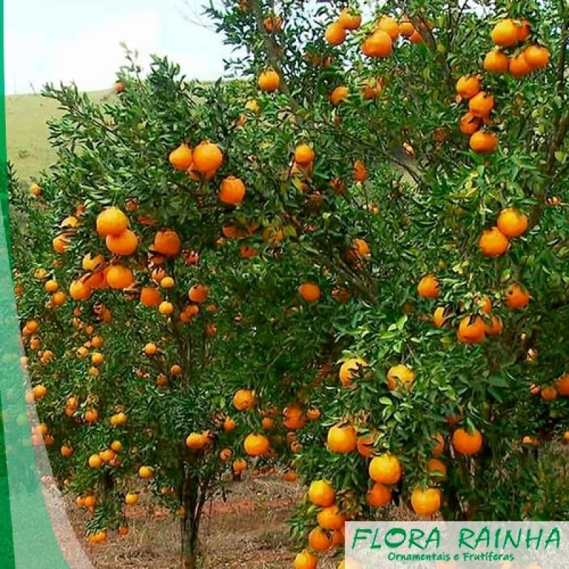 muda de tangerina ponkan