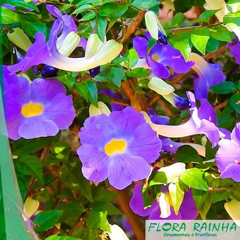 muda de tumbérgia arbustiva