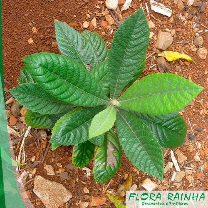 muda frutífera de ameixa