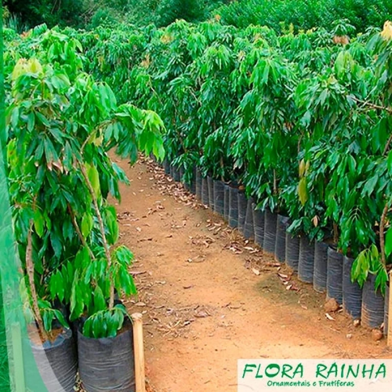 muda frutífera de lichia