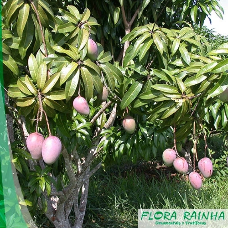 muda frutífera de manga