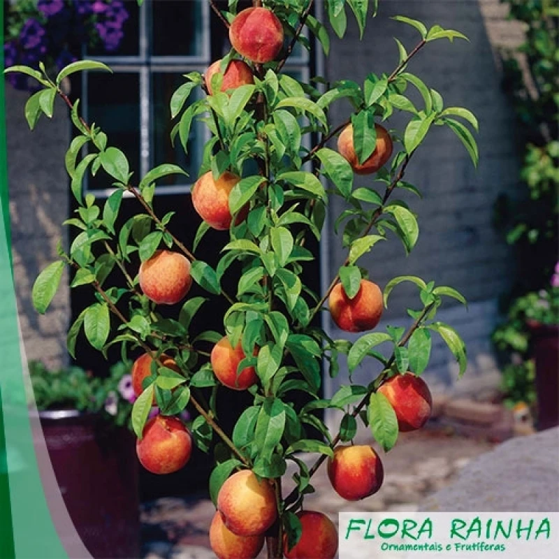 muda frutífera de romã