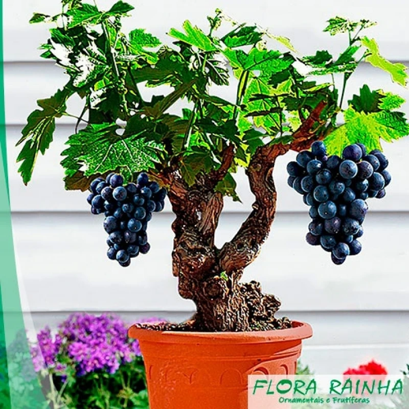 muda frutífera de uva