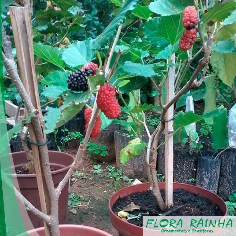 muda frutífera em vaso