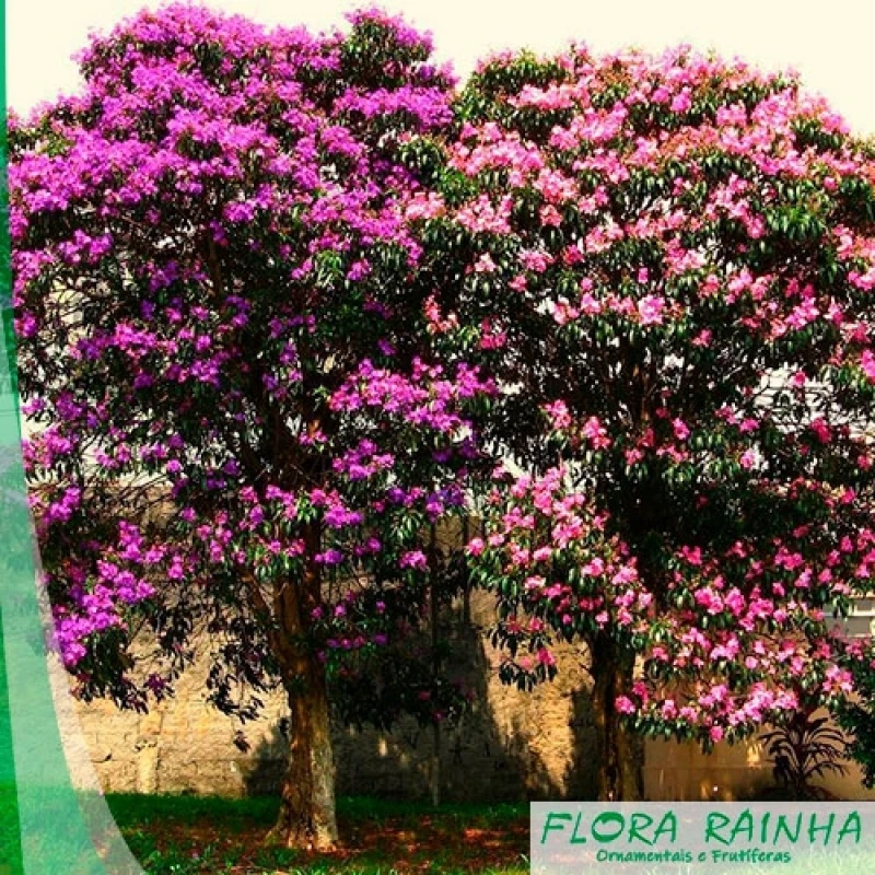 mudas de árvores floridas