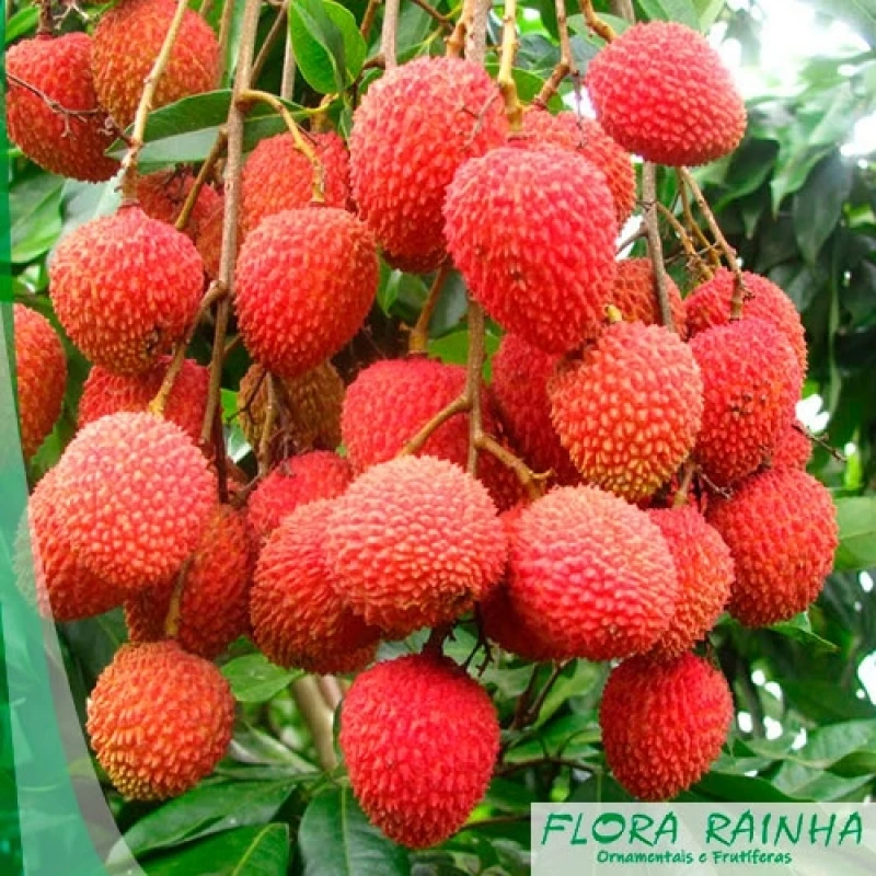 mudas de árvores frutíferas