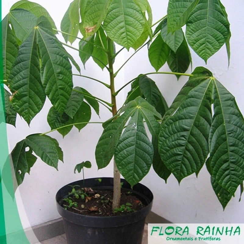 mudas de árvores nativas para reflorestamento